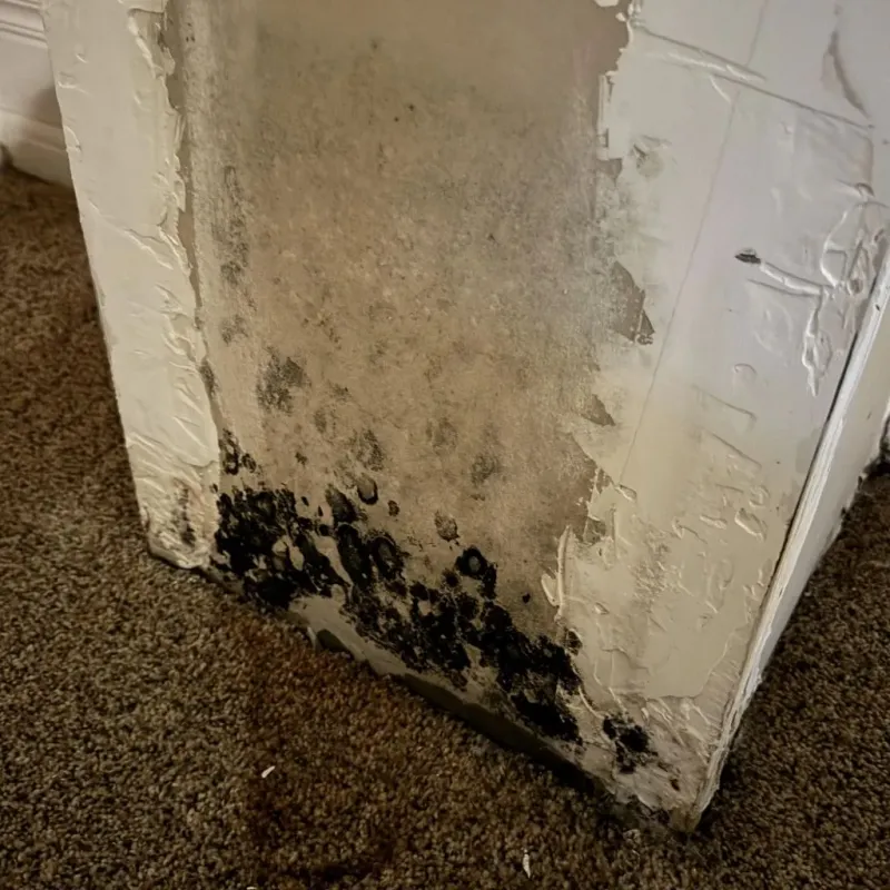 Professional Mold Removal in Tracy City, TN